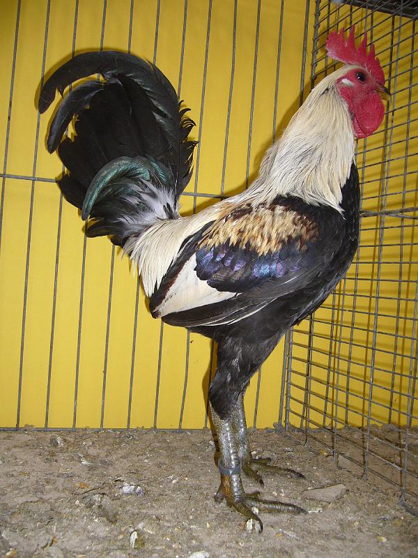 Hannover 2008 327.jpg - Altenglische Kämpfer silberhalsig mit Orangerücken von Wilfried Detering HV 96 BLP